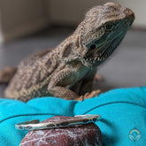 Karen Hilltribe Silver Bangle - Bea