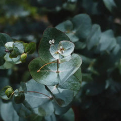 Essential Oil-Eucalyptus