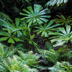 Essential Oil - Ginger