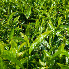 Field of tea