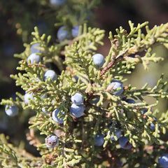 Essential Oil-Juniperberry