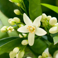 Essential Oil-Neroli Dilute