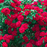 Himalayan Bath Salt Blend - Sensual