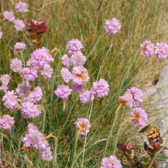 Scottish Flora Bath Salts - Soothing