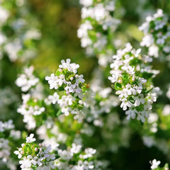 Essential Oil-White Thyme