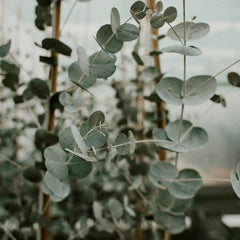 Eucalyptus leaves
