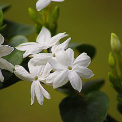 Jasmine flower