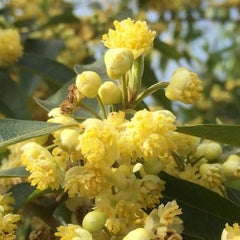 Massage Oil Blend- Wellbeing