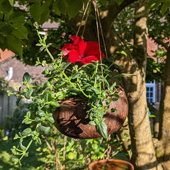 Coconut Plant Hanger
