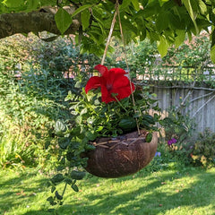 Coconut Plant Hanger