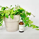 Handcrafted Body Oil - Romance - Rainbow Life