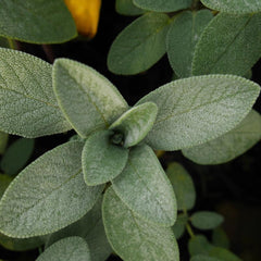 Sage leaves