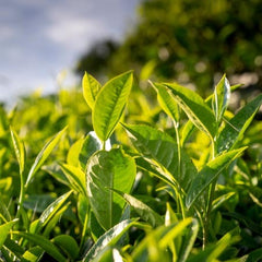 Green tea leaves