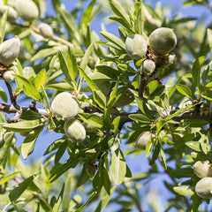 Organic Base Sweet Almond Oil
