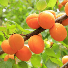 Organic Base Apricot Kernel Oil