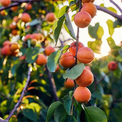 Apricot tree