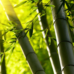 Bamboo stalks
