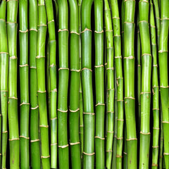 Bamboo stalks