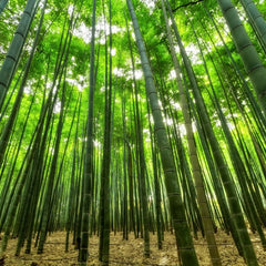 Bamboo stalks