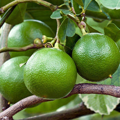 Roll on Essential Oil Blend - Don't Worry Blend