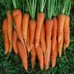 Scottish Flora Carrot and Calendula Soap - Rainbow Life