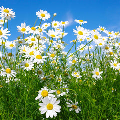 Roll on Essential Oil Blend - Fall Asleep Blend