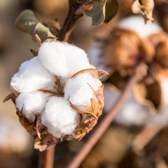 Cotton flower