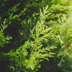 Roll on Essential Oil Blend - Just Focus Blend - Rainbow Life