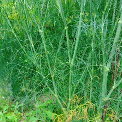 Massage Candle - Relaxing - Rainbow Life