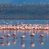 Flamingo Lake