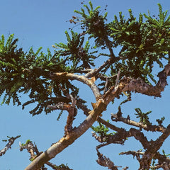 Frankincense tree
