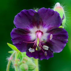Geranium flower