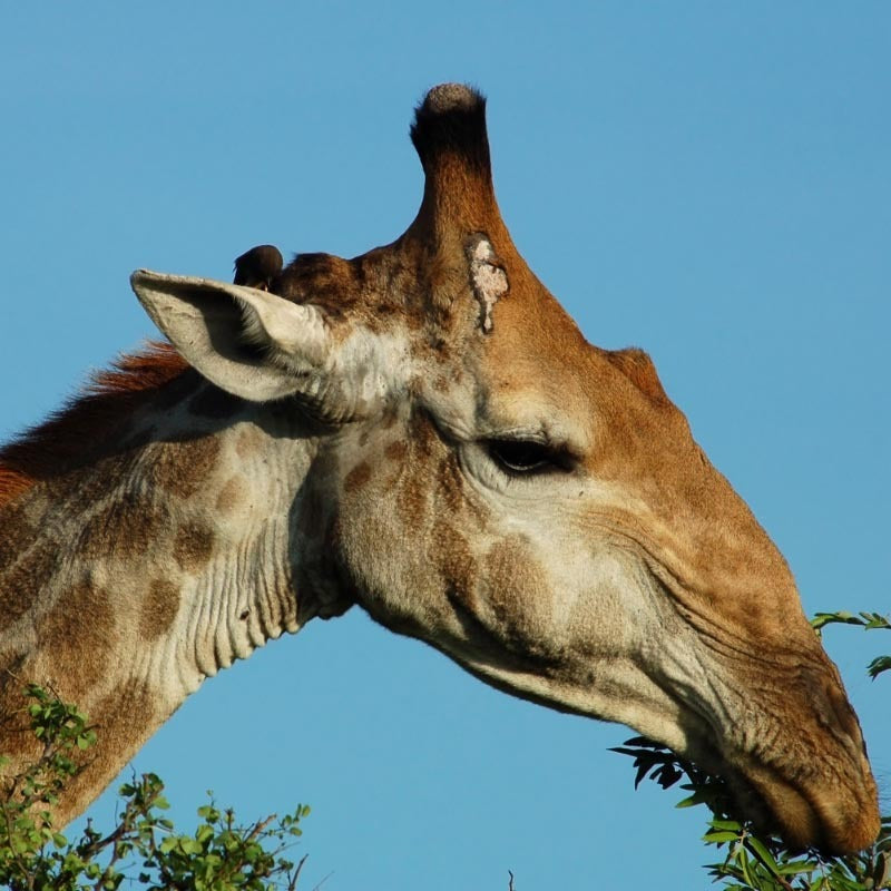 Kenyan Giraffes Soapstone Bowl