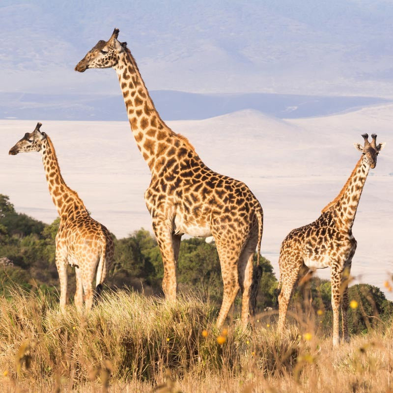 Kenyan Giraffes Soapstone Bowl