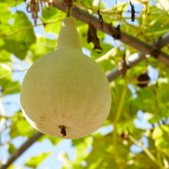 Gourd fruit