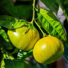 Roll On Essential Oil Blend - Wake Up!