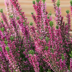 Scottish Flora Heather Soap - Rainbow Life