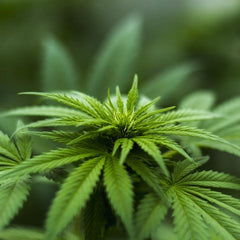 Handmade Hemp and Wood Dog Toy-Knot Putt