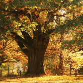 Groovy Hemu Wood Soap Dish