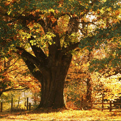 Groovy Hemu Wood Soap Dish