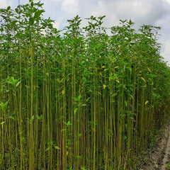 Jute Field