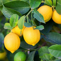 Lemon tree