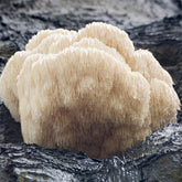 Lion's Mane Capsules 450mg 60pcs