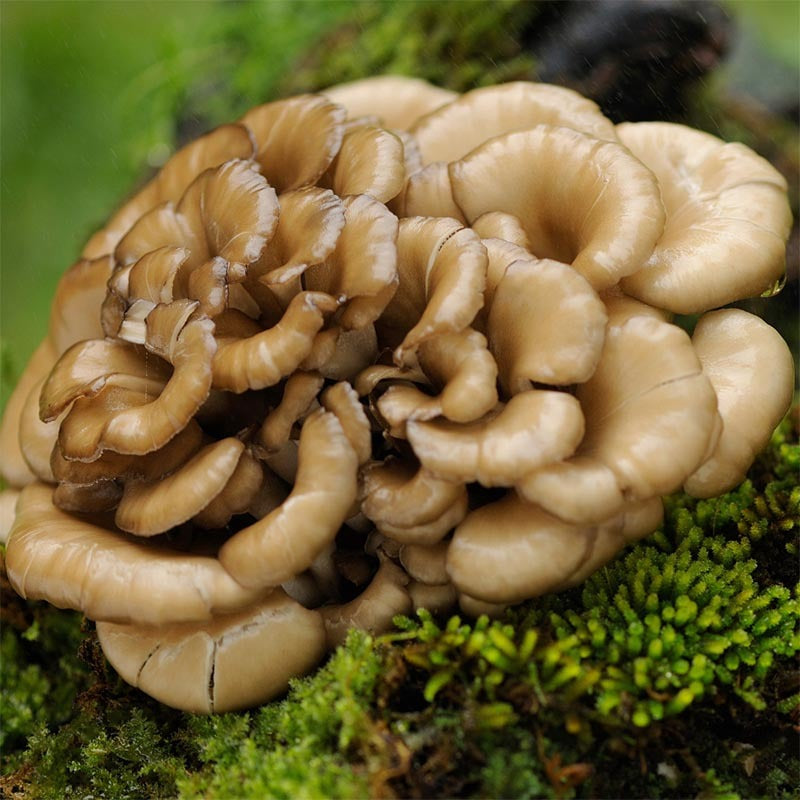 7 Mushrooms Mix Organic 100 grams
