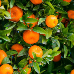 Roll On Essential Oil Blend - Wake Up!