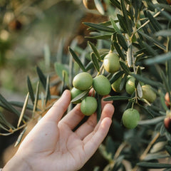 Olive tree