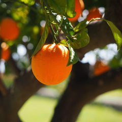Beard Oil - Sweet Orange