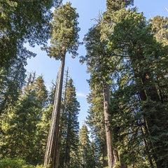 Massage Tool - Three Disc Roller