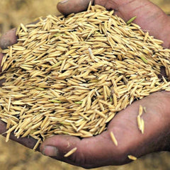 Rice Husk Cup - Cadiz - Rainbow Life