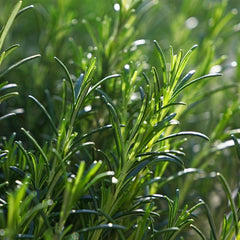 Rosemary herb